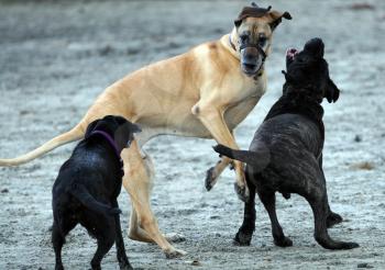 Royalty Free Photo of Dogs Playing at the Beach