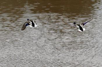 Royalty Free Photo of Ducks Over Water