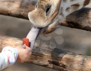 Royalty Free Photo of a Girl Feeding a Giraffe