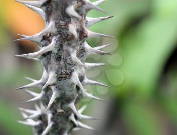 Royalty Free Photo of Thorns on an Alluaudia Plant
