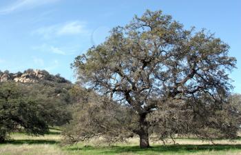 Royalty Free Photo of an Oak Tree