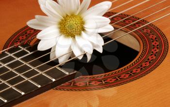 Royalty Free Photo of a Flower on a Guitar