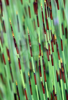 Royalty Free Photo of Cape Thatching Reeds