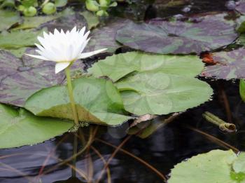 Royalty Free Photo of a White Lily in a Pond
