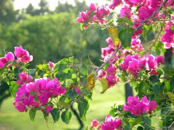 Royalty Free Photo of Blooming Bougainvillea