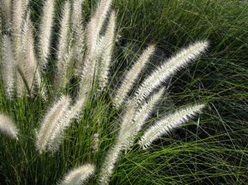 Royalty Free Photo of Ornamental Grass