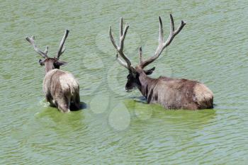 Royalty Free Photo of Two Deer in Water