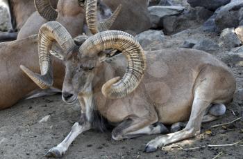 Royalty Free Photo of an Armenian Mouflon