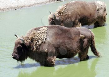 Royalty Free Photo of Bison Standing in Water