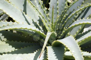 Royalty Free Photo of a Candelabra Aloe Plant