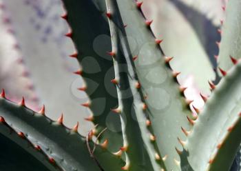 Royalty Free Photo of an Aloe Vera Plant