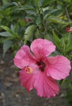 Royalty Free Photo of a Pink Hibiscus Flower