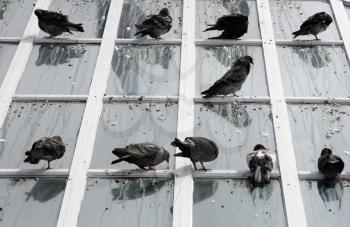 Royalty Free Photo of Pigeons Sitting on a Window