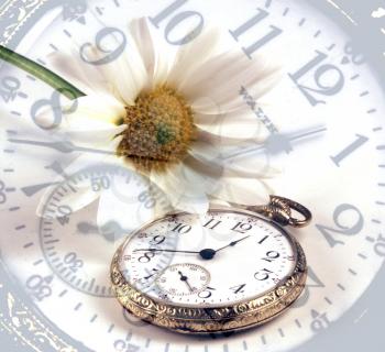 Royalty Free Photo of a Daisy and Clock