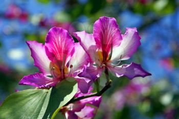 Royalty Free Photo of Orchid Tree Blossoms