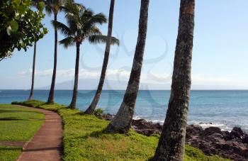 Royalty Free Photo of Palm Trees in Hawaii