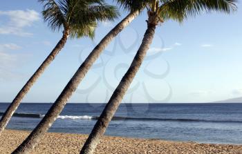 Royalty Free Photo of a Tropical Paradise