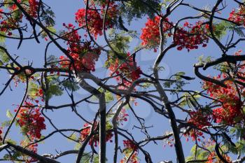 Royalty Free Photo of a Red Banyan Tree
