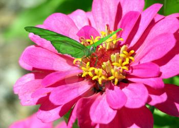 Royalty Free Photo of a Butterfly by a Flower