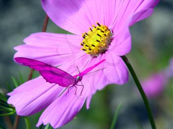 Royalty Free Photo of Butterfly and Flower