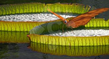 Royalty Free Photo of a Butterfly on Giant Lily Pads