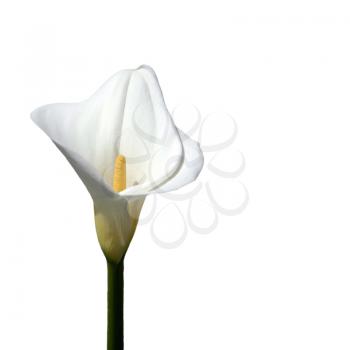 Royalty Free Photo of a Calla Lily