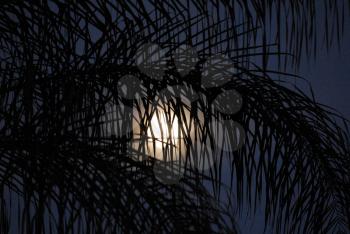 Royalty Free Photo of a Full Moon and Palm Fronds