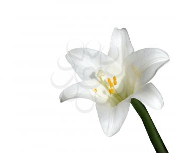 Royalty Free Photo of a Lily