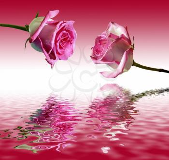 Royalty Free Photo of Two Pink Roses
