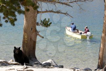 Royalty Free Photo of a Bear by a Lake
