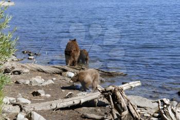Royalty Free Photo of Bears by Water