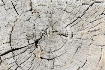 Royalty Free Photo of an Old Log