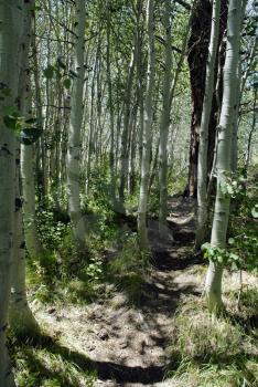 Royalty Free Photo of Trails Through an Aspen Grove in the High Sierras