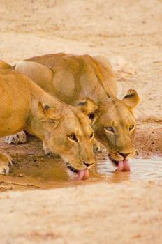 Royalty Free Photo of Lions Drinking Water