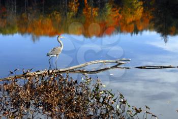 Royalty Free Photo of a Blue Heron