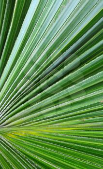 Royalty Free Photo of a Palm Leaf