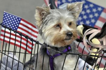 Royalty Free Photo of a Yorkshire Terrier in Bicycle Basket