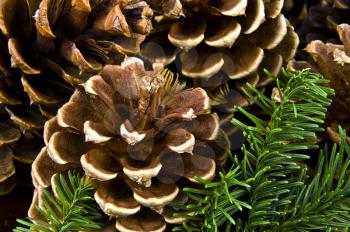 Royalty Free Photo of Pine Cones