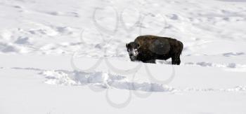 Royalty Free Photo of a Bison in Winter