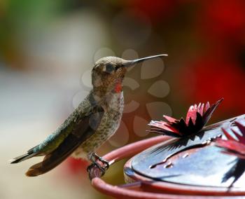 Royalty Free Photo of a Hummingbird on a Feeder