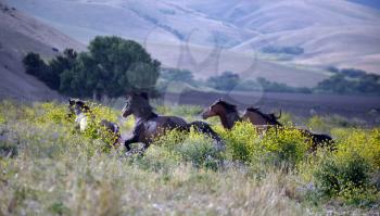 Royalty Free Photo of Wild Horses Running