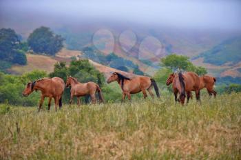 Royalty Free Photo of Wild Horses
