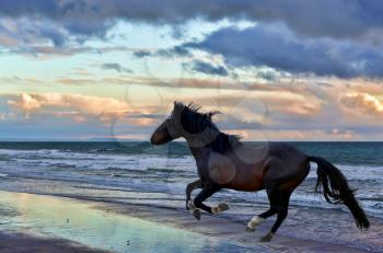 Royalty Free Photo of a Stallion Running on the Beach