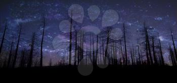 Royalty Free Photo of a Forest at Night