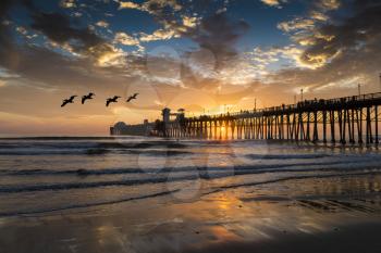 Pelicans at Oceanside Pier. Oceanside is 40 miles North of San Diego, California.