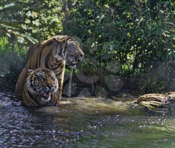 Two Sumatran Tigers soaking in a pool of water