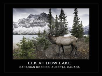 An Elk male near Bow Lake. Bow Lake is a small lake in western Alberta, Canada. It is located on the Bow River, in the Canadian Rockies, at an altitude of 1920 m. Digital Art