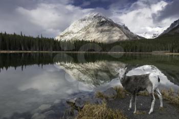 A young Rocky Mountain Sheep at Reflective Buller Pond in Canada's Alberta Rockie Mountains