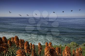 Royalty Free Photo of Seabirds gliding past La Jolla shores