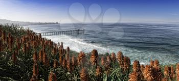Royalty Free Photo of La Jolla Scripps Pier and red aloe plants. This is a very large panoramic capture.